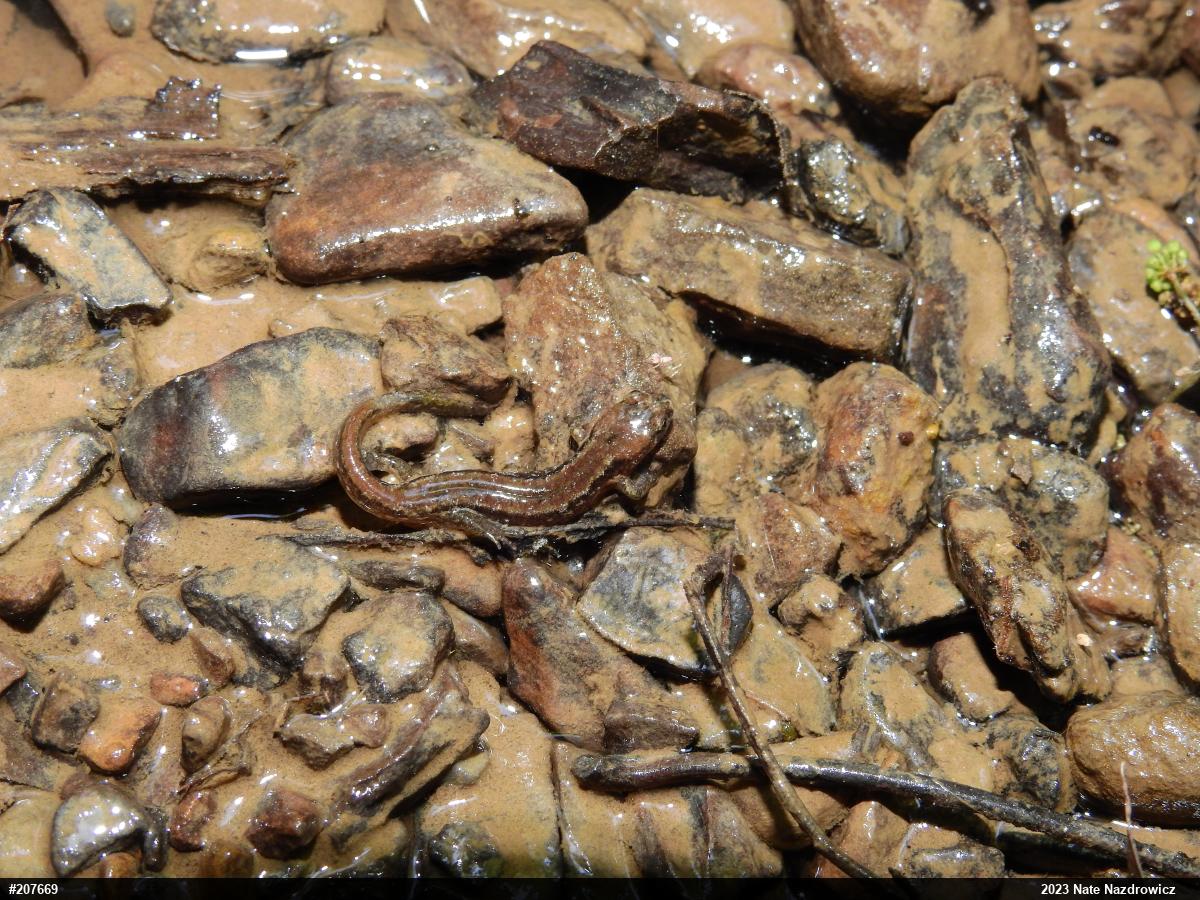 Northern Dusky Salamander