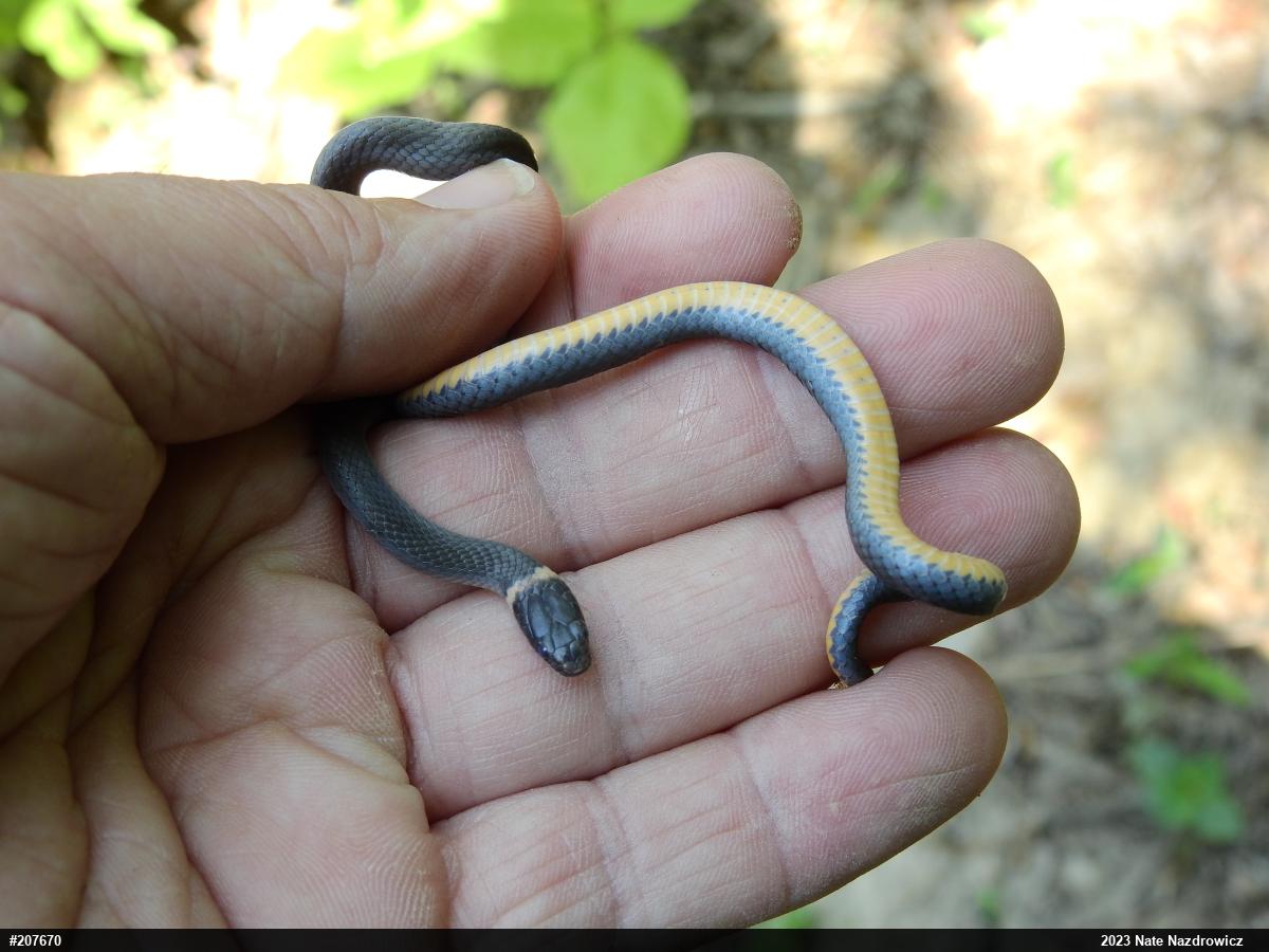 Northern Ring-necked Snake