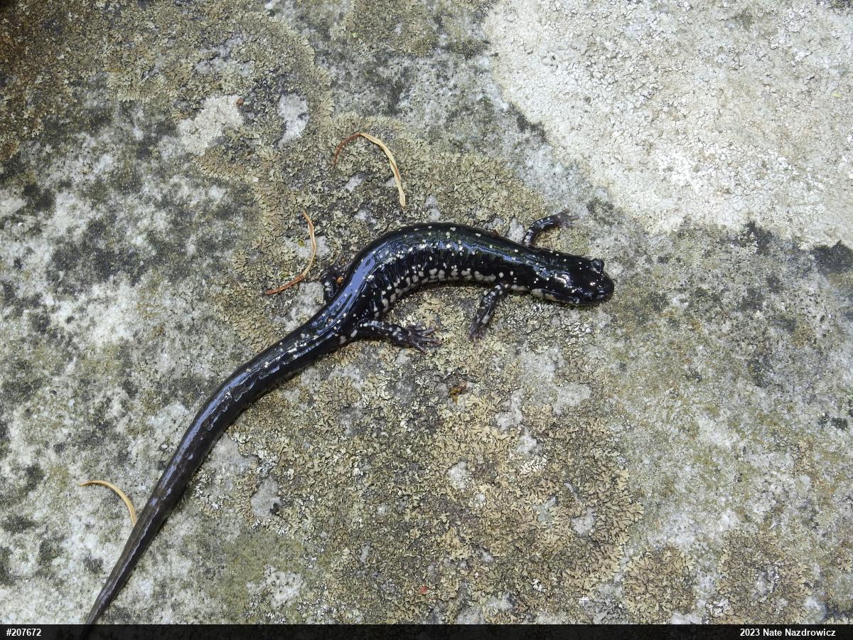 Northern Slimy Salamander