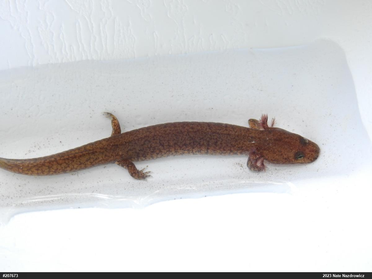 Northern Spring Salamander