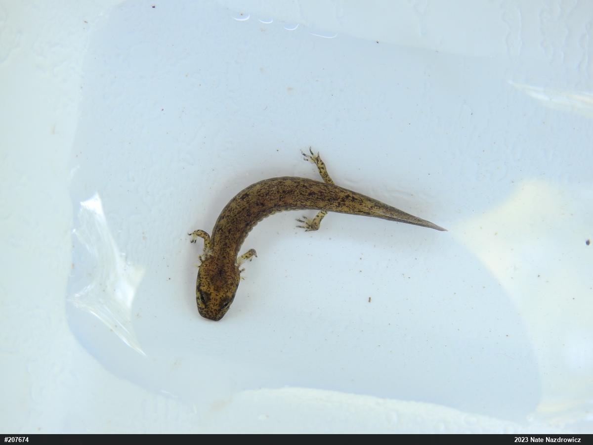 Northern Two-lined Salamander