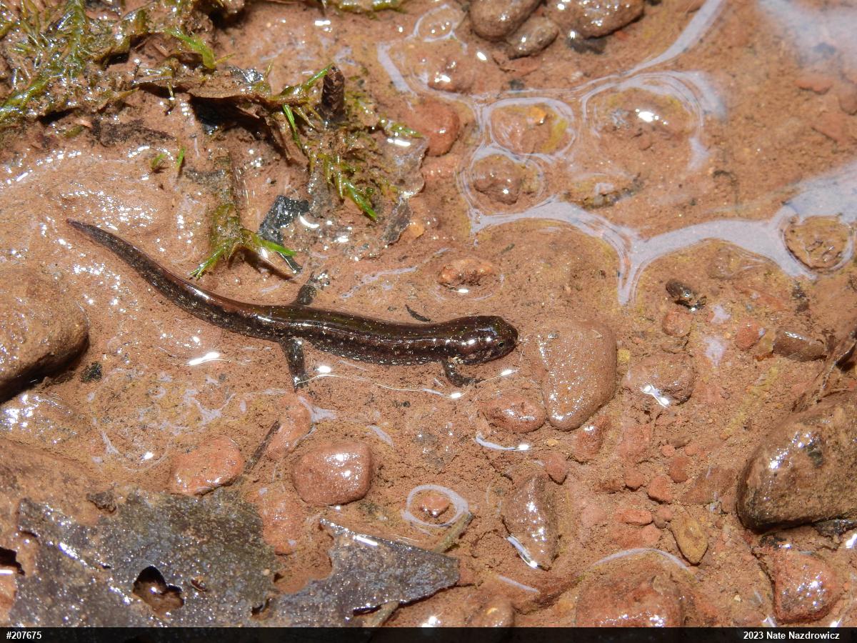 Northern Dusky Salamander