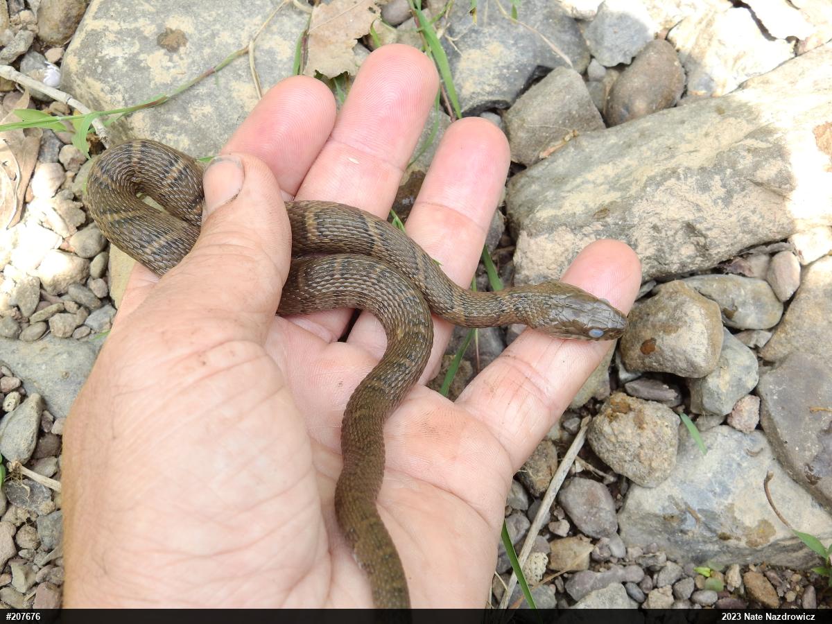 Northern Watersnake