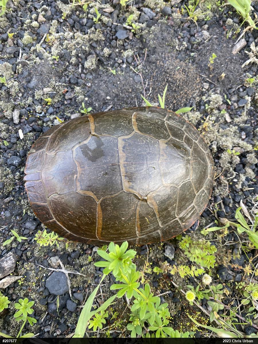 Midland Painted Turtle