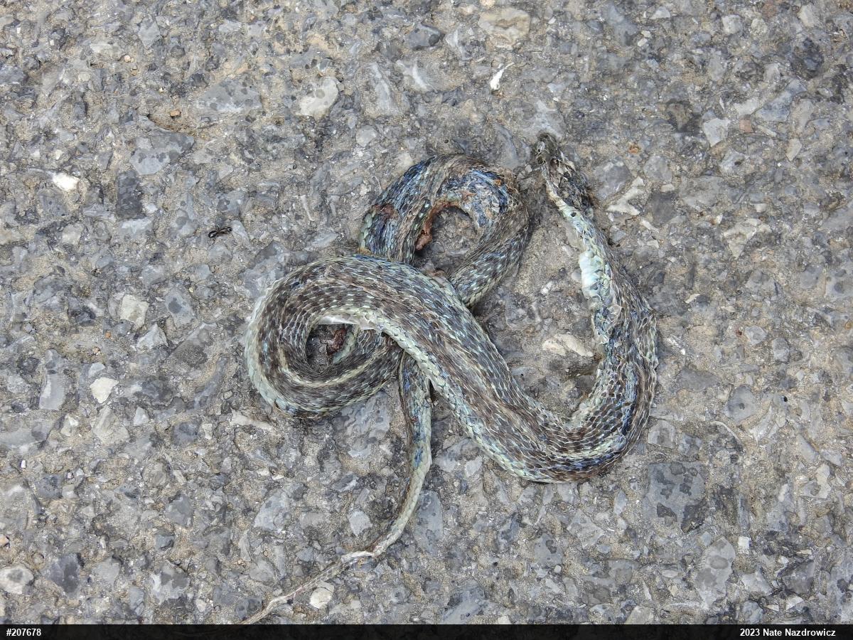 Eastern Gartersnake