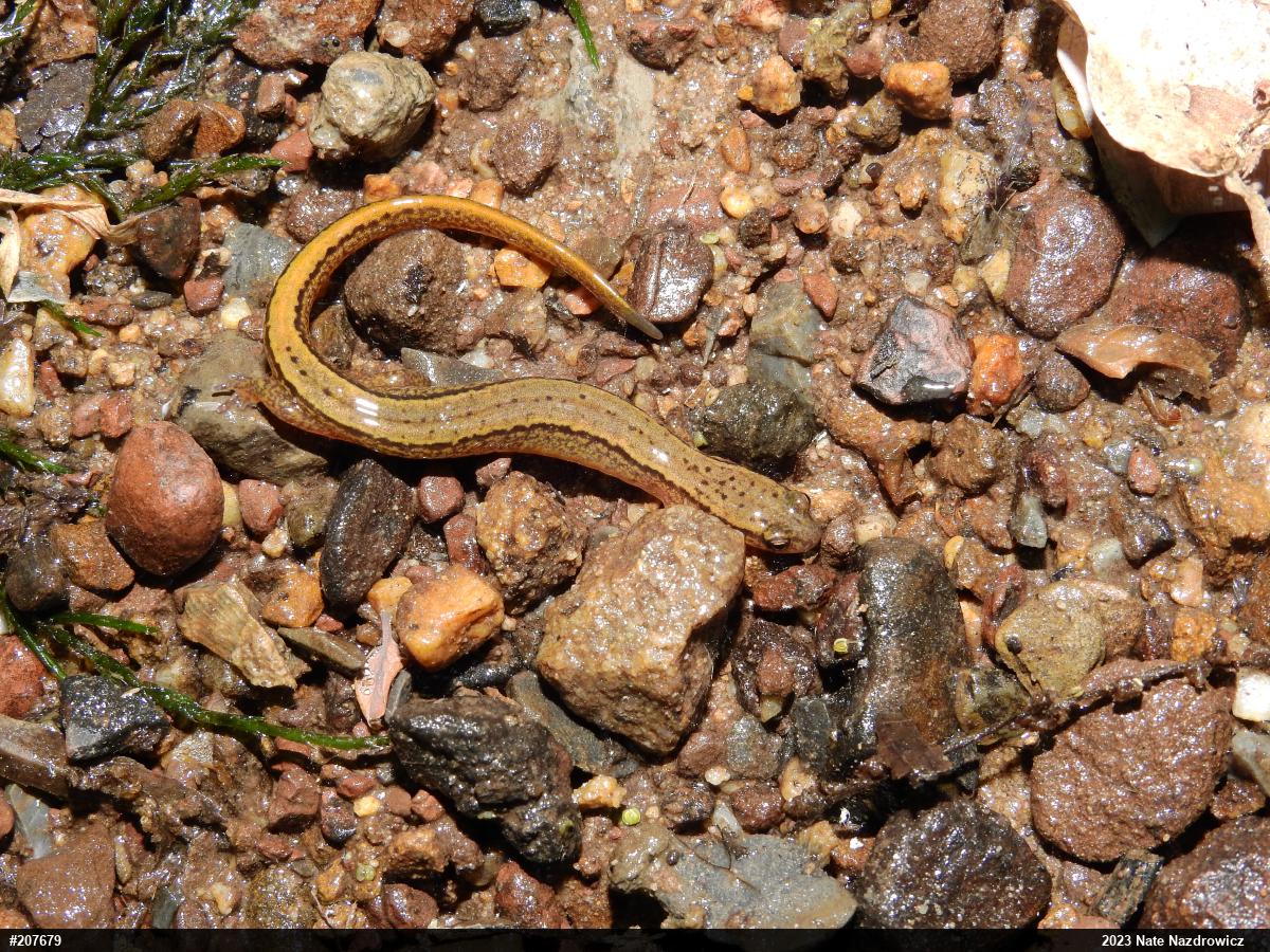 Northern Two-lined Salamander