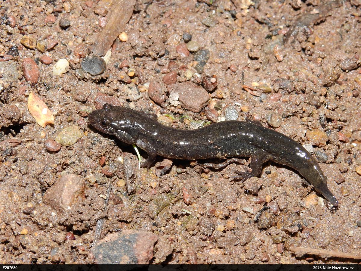Northern Dusky Salamander