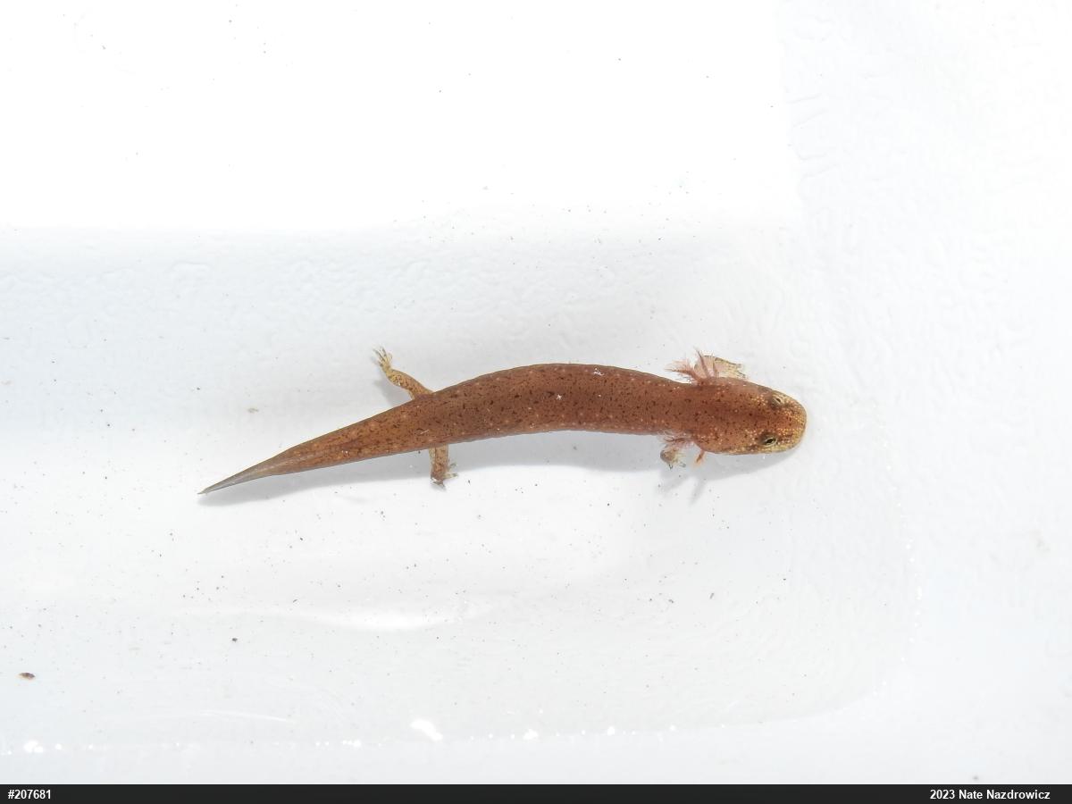 Northern Red Salamander