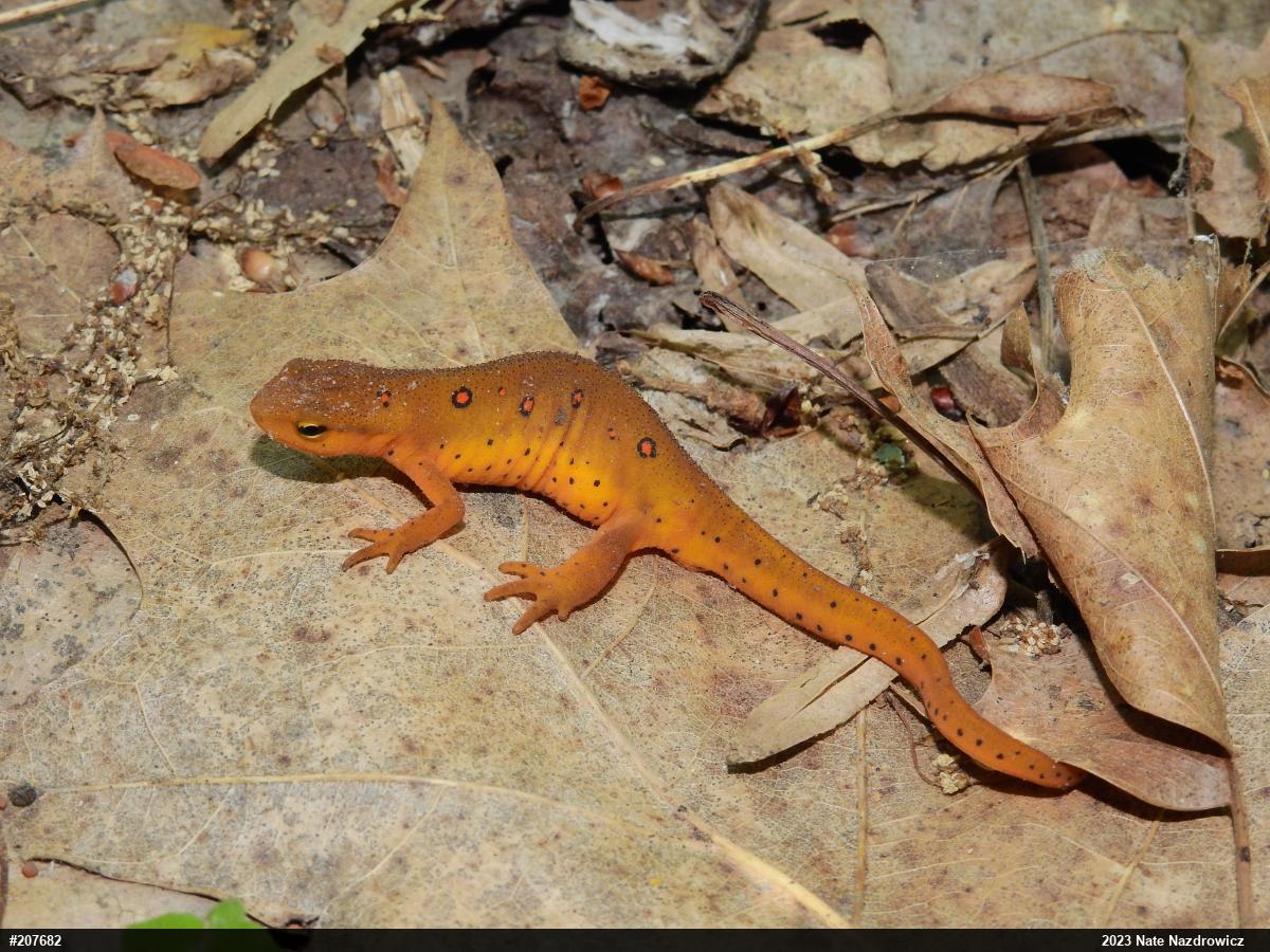 Red-spotted Newt