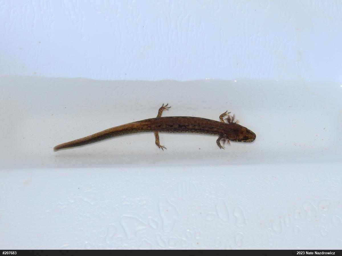 Northern Two-lined Salamander