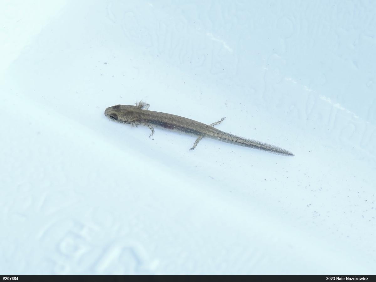 Eastern Long-tailed Salamander