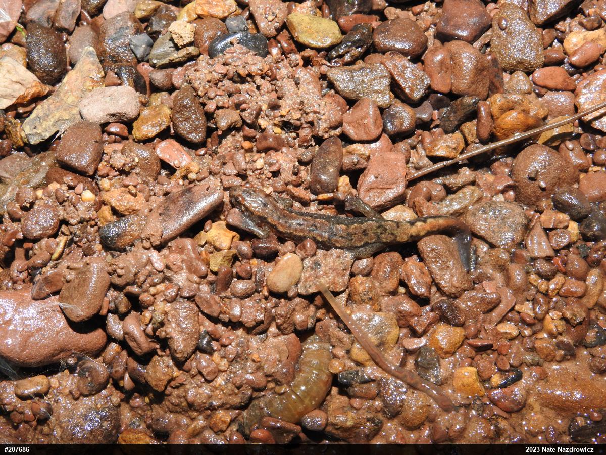 Northern Dusky Salamander