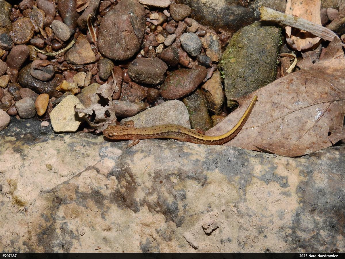 Northern Two-lined Salamander