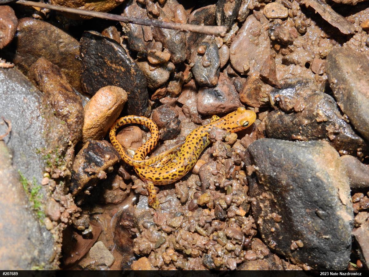 Eastern Long-tailed Salamander