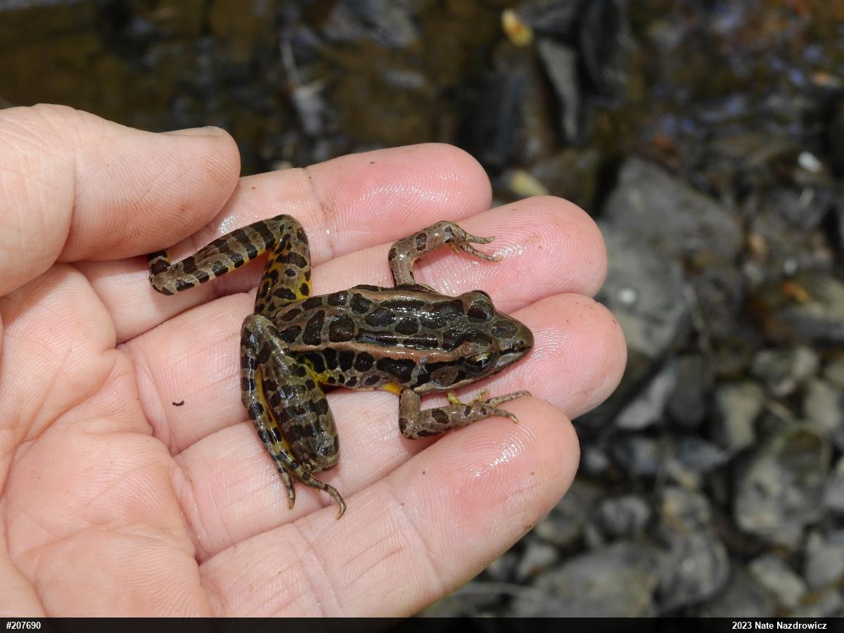 Pickerel Frog