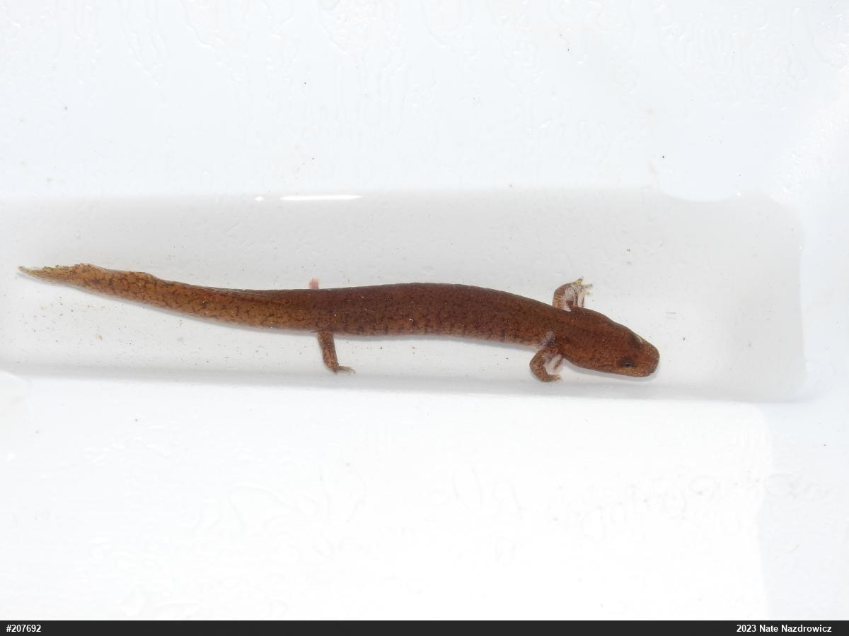 Northern Spring Salamander