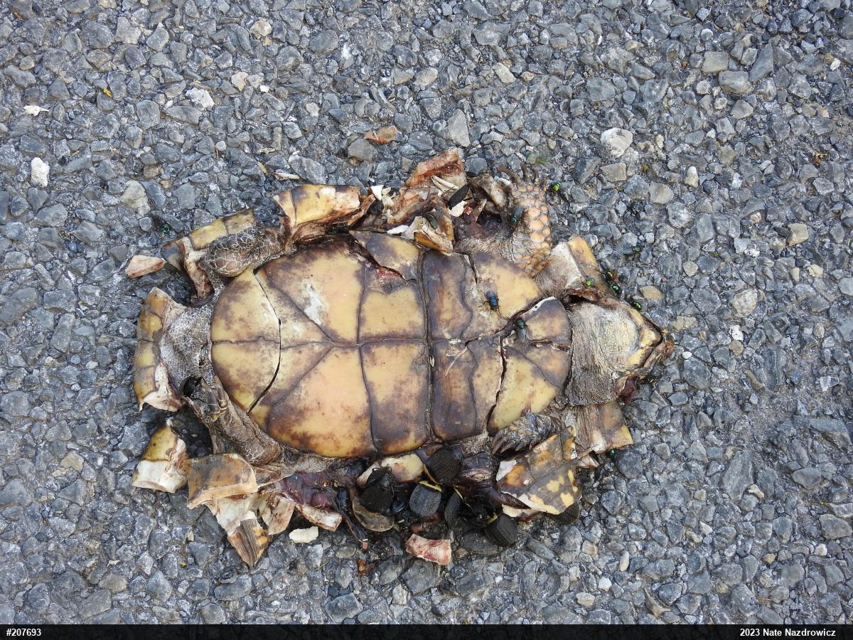 Eastern Box Turtle