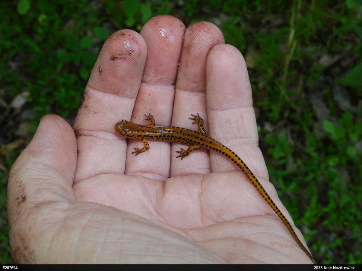 Eastern Long-tailed Salamander
