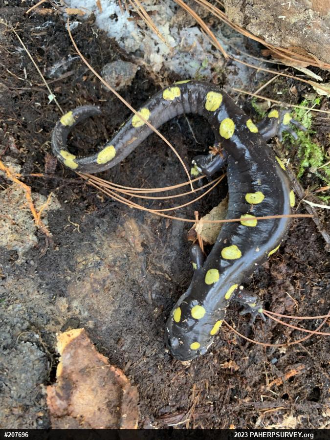 Spotted Salamander