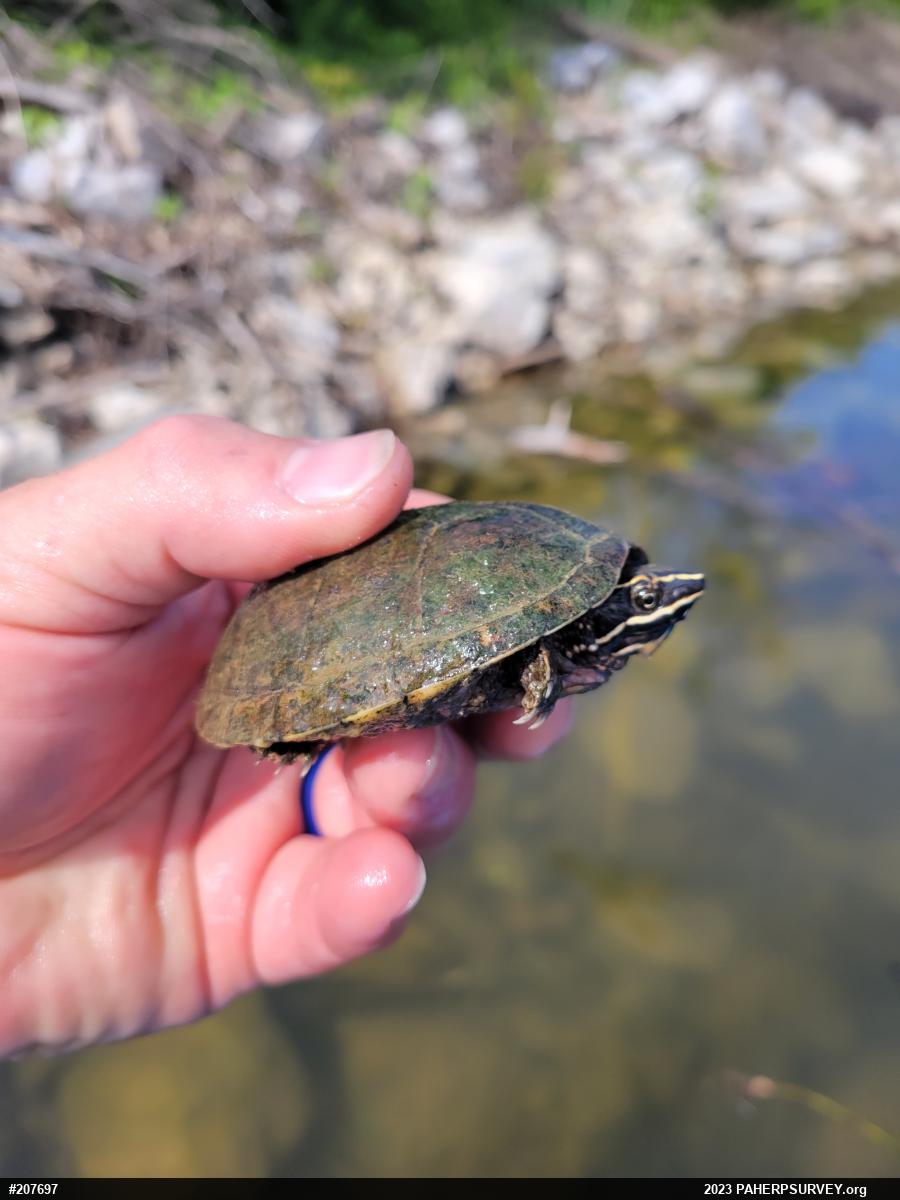 Eastern Musk Turtle