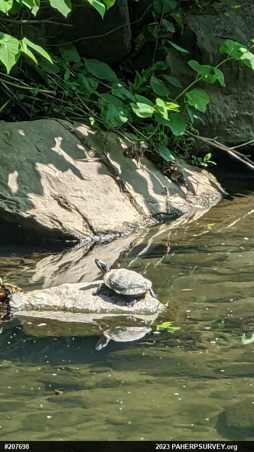 Red-eared Slider