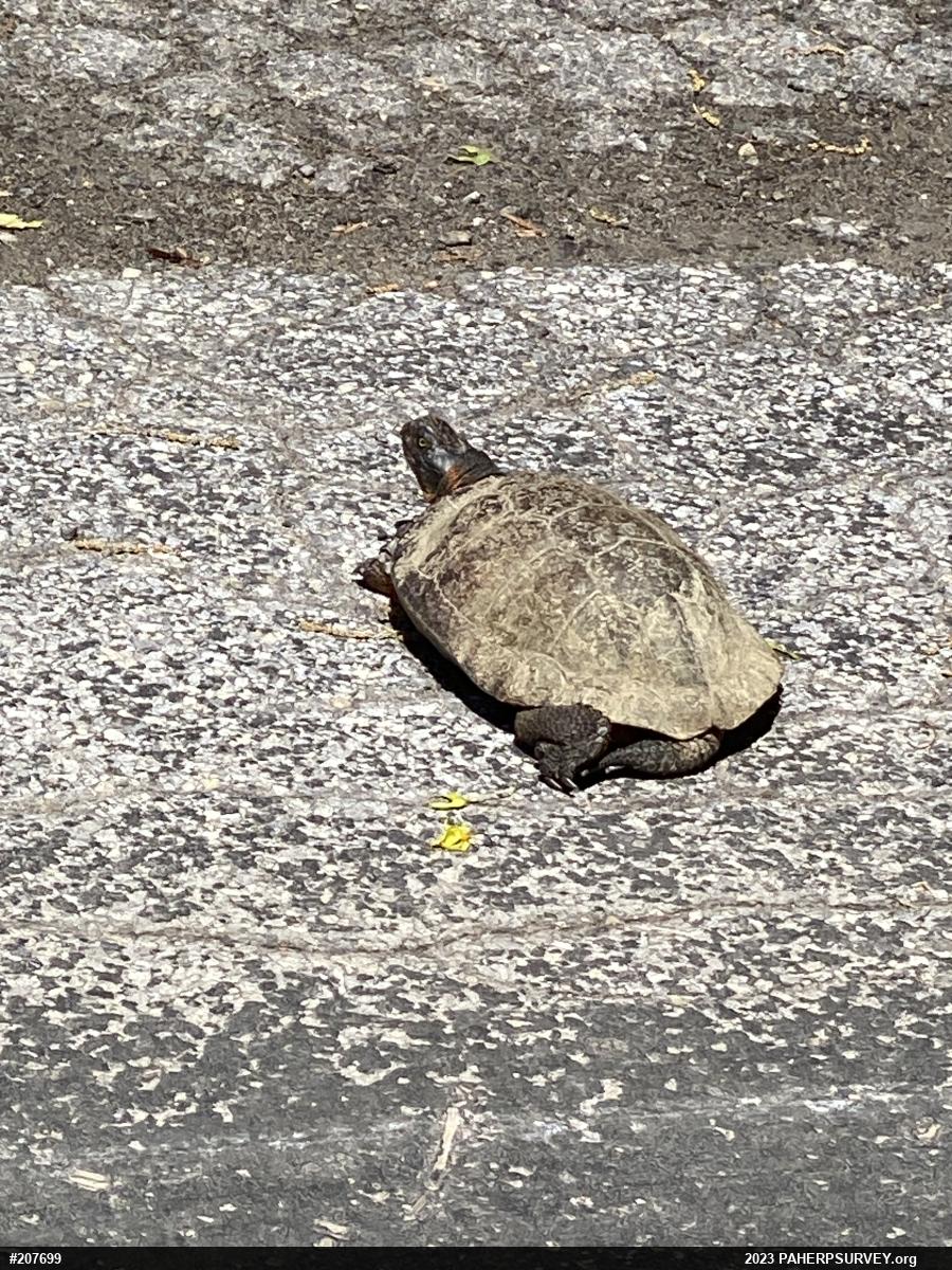Wood Turtle