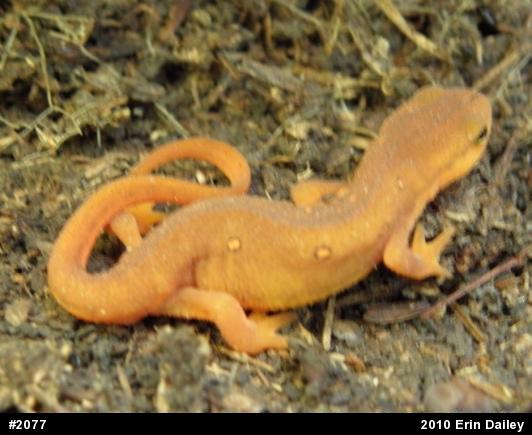 Red-spotted Newt