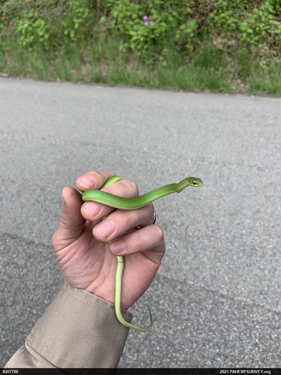 Smooth Greensnake