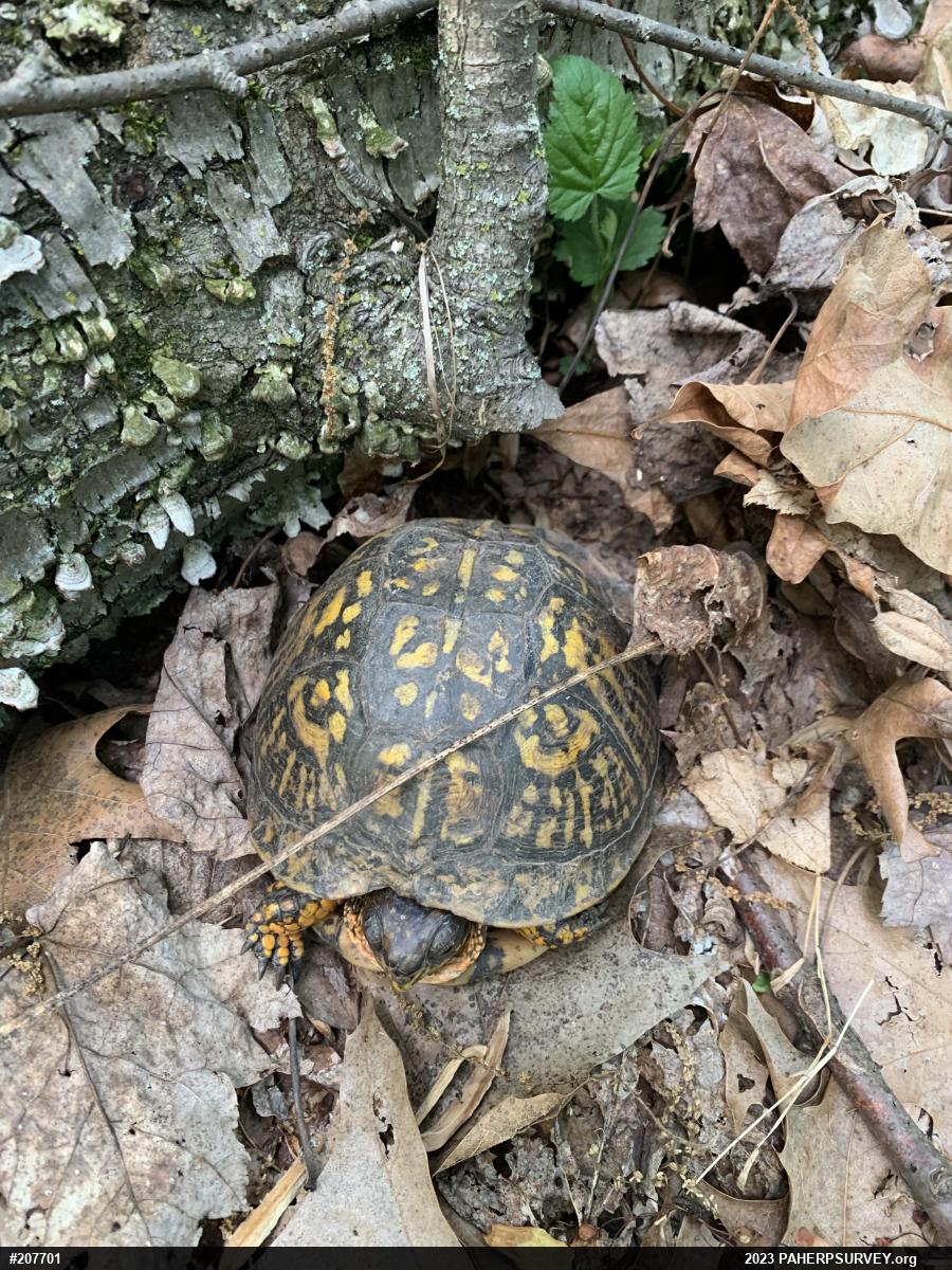 Eastern Box Turtle