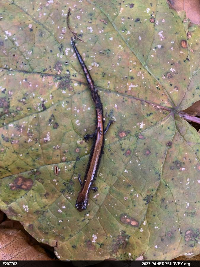 Eastern Red-backed  Salamander