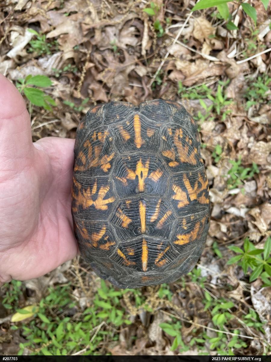 Eastern Box Turtle