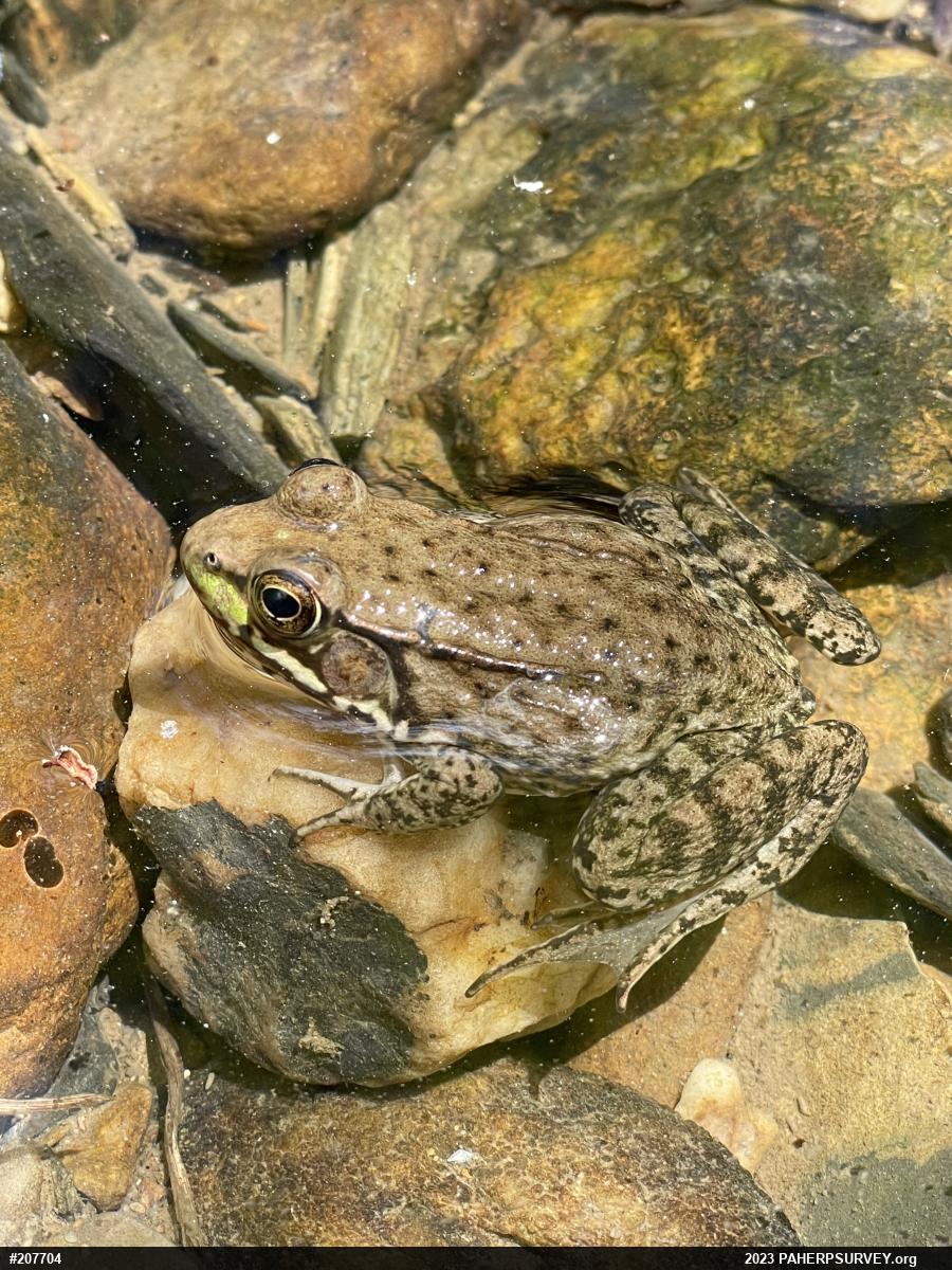 Green Frog