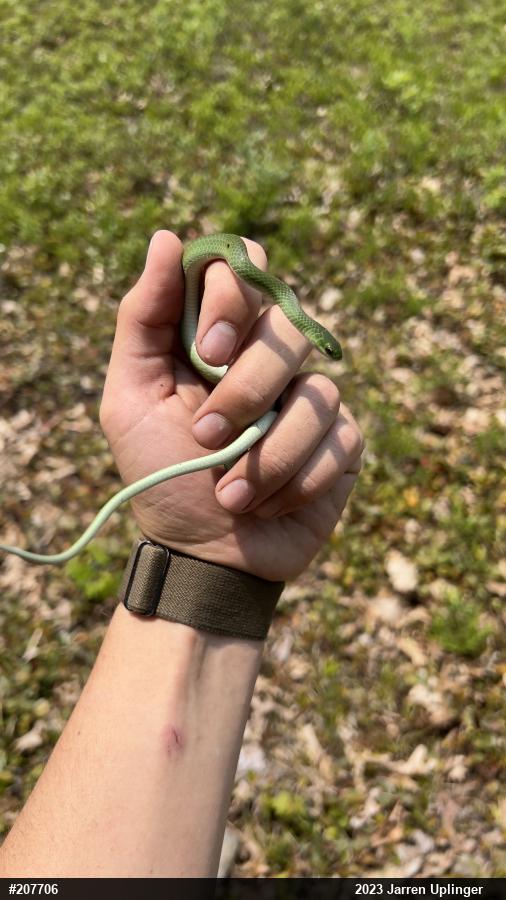 Smooth Greensnake