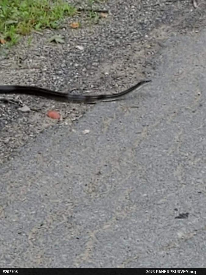 Eastern Ratsnake