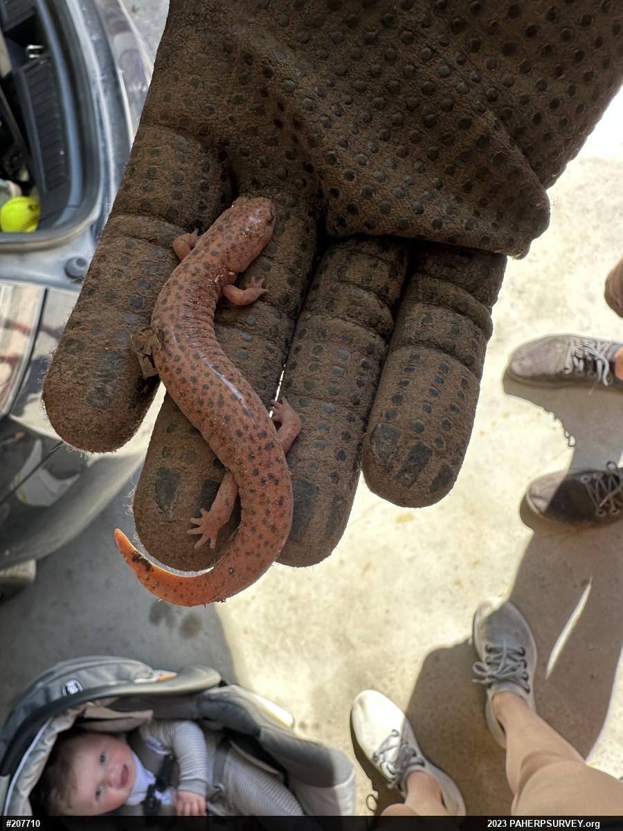 Northern Red Salamander