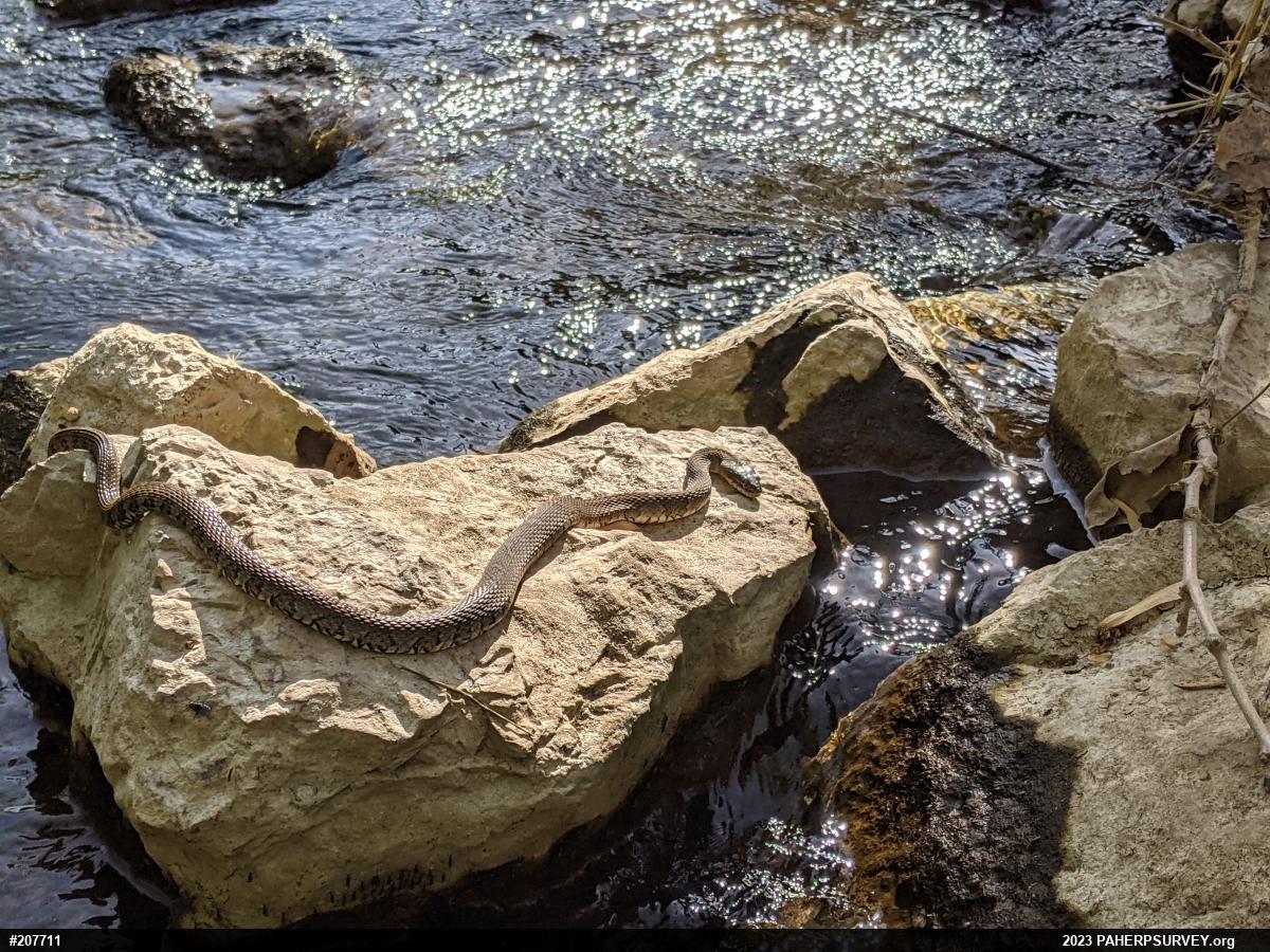 Northern Watersnake