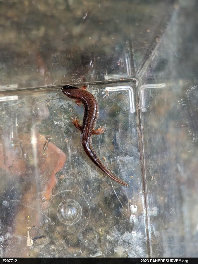Northern Dusky Salamander