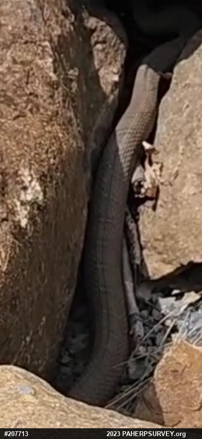 Northern Watersnake