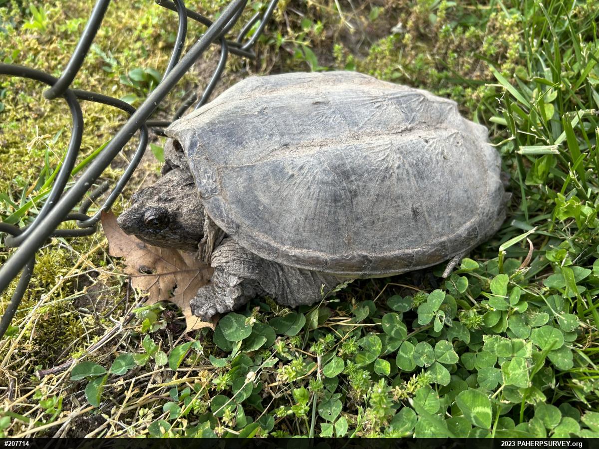 Snapping Turtle