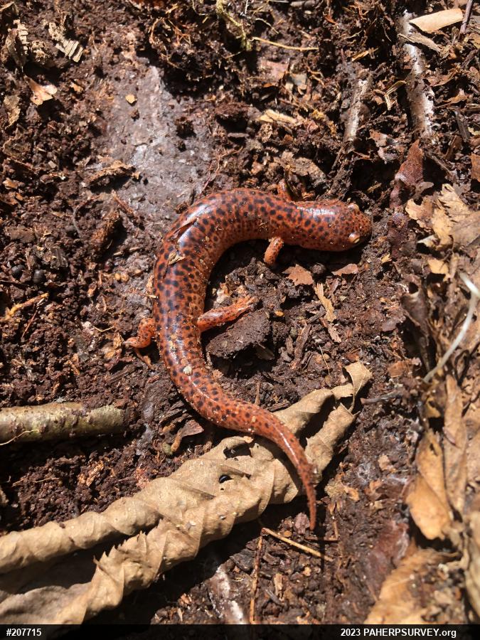 Northern Red Salamander