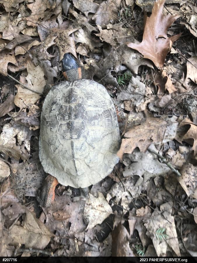 Wood Turtle