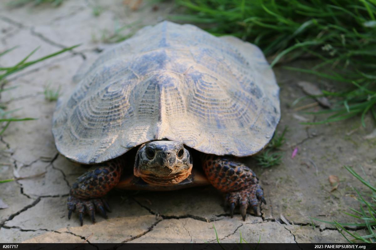 Wood Turtle