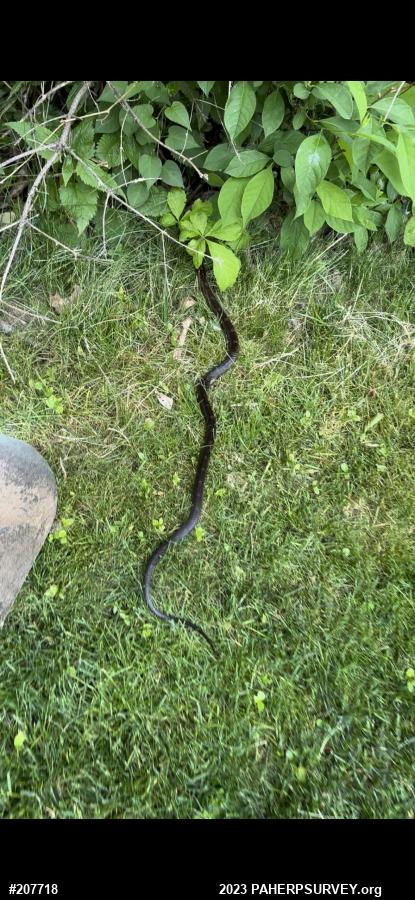 Eastern Ratsnake