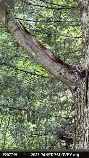 Eastern Ratsnake