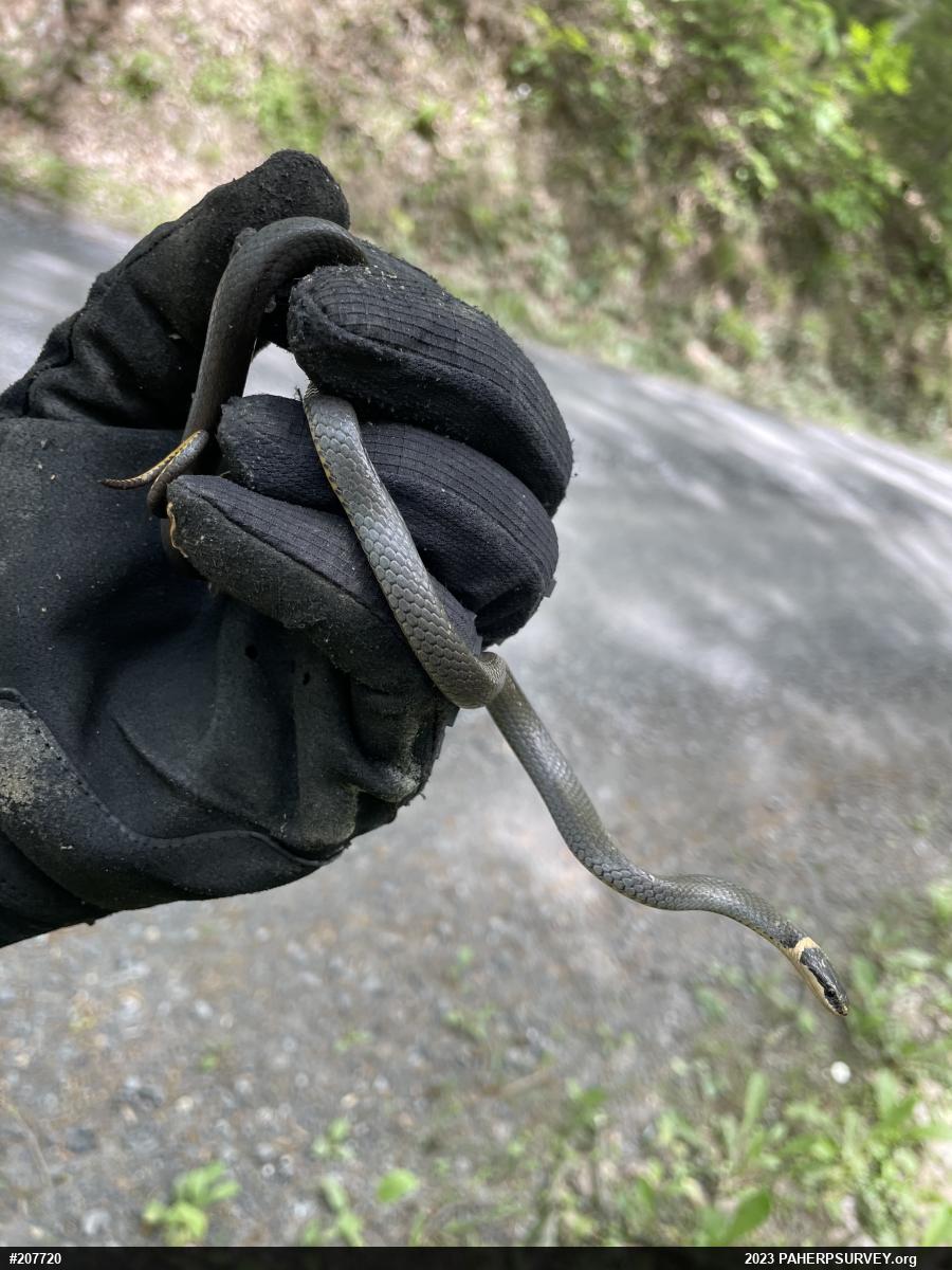 Northern Ring-necked Snake