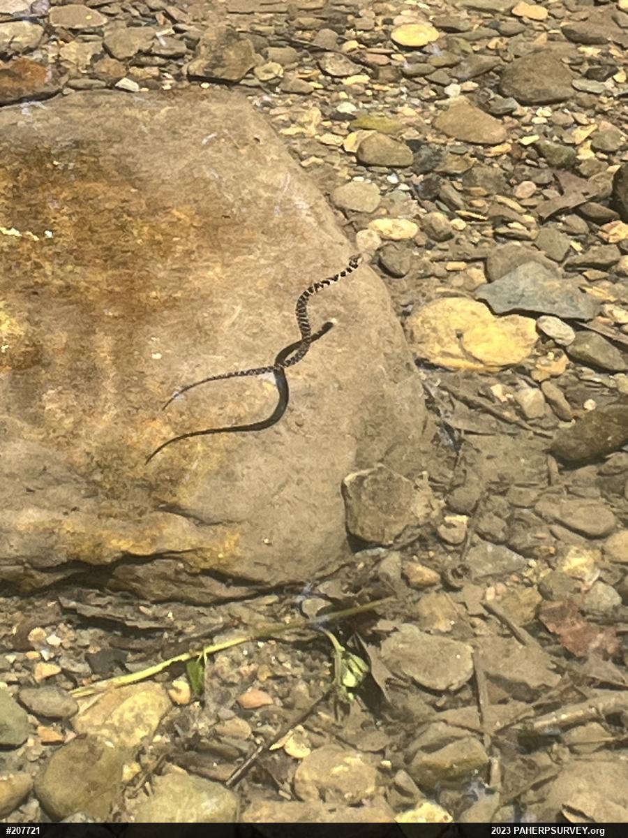Northern Watersnake