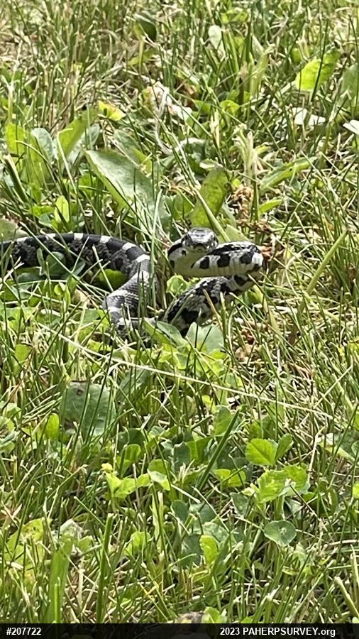 Eastern Ratsnake