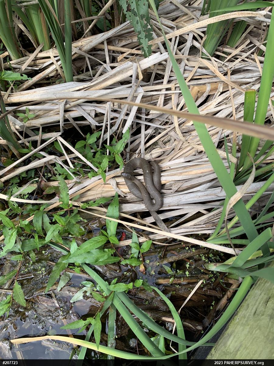 Northern Watersnake
