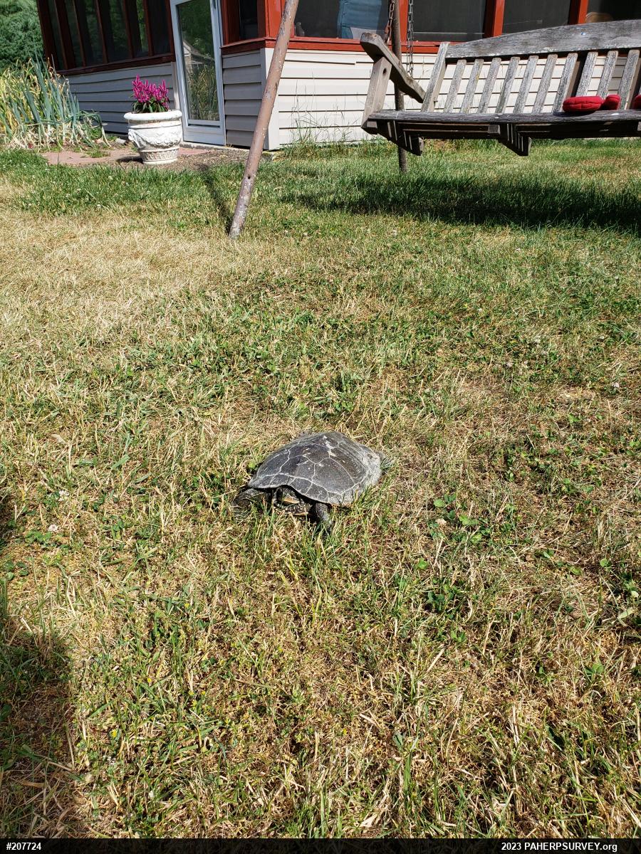 Northern Map Turtle