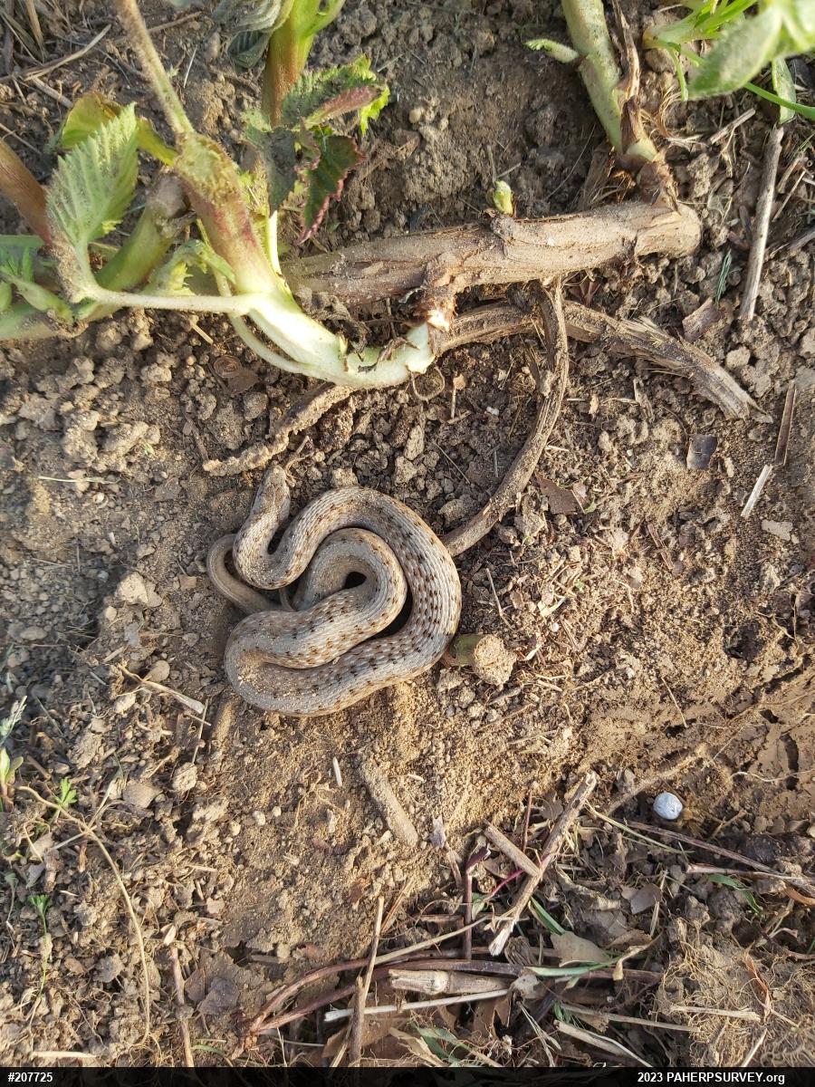Dekay's Brownsnake